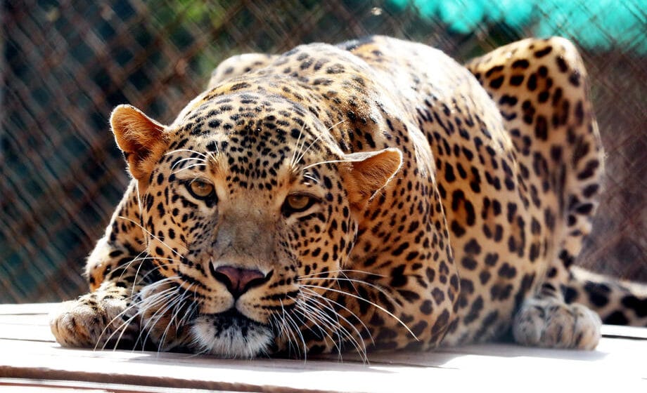 U zoo vrtu na Paliću odbegli piton ubio majmunicu, a leopard svoju ženku 1