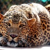 U Iraku uhvaćen redak primerak leoparda 12