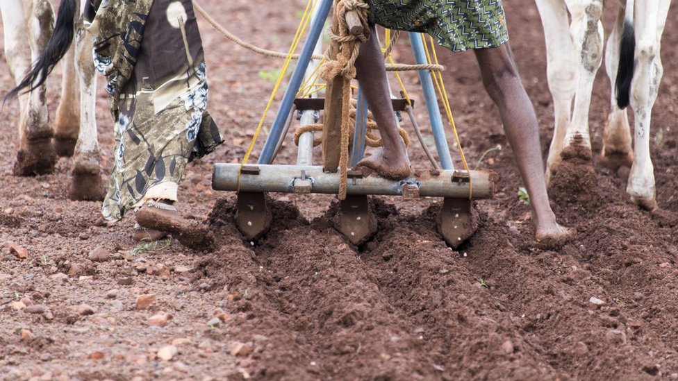 Zdravlje: Zašto sam prešla na hranu koju je jela moja baka 3 millet farming in india