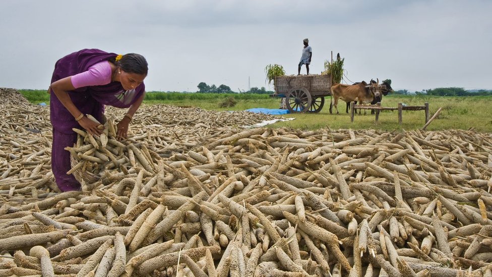 Zdravlje: Zašto sam prešla na hranu koju je jela moja baka 2 A woman farmer in a millet field