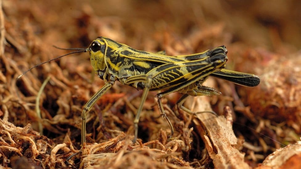 Internet i životinje: Hrvatski studenti koji su otkrili novu vrstu skakavca iz Perua 1 Bezimena skarija