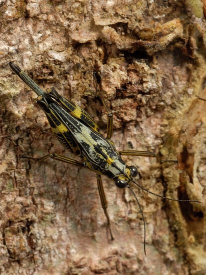 Internet i životinje: Hrvatski studenti koji su otkrili novu vrstu skakavca iz Perua 3 Bezimena skarija