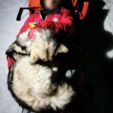 Hrvatska, planinarenje i psi: Haski 13 sati grejao povređenog planinara da se ne smrzne 6