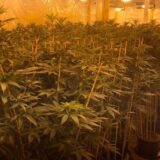 Kriminal i droga: Britanska policija pronašla više od hiljadu plantaža marihuane u Londonu za šest godina 6