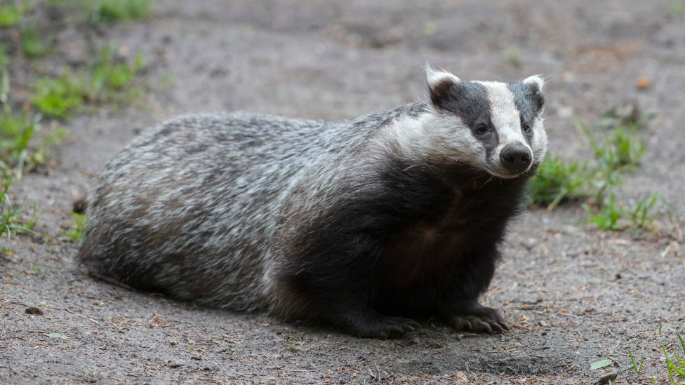 Španija: Jazavac najverovatnije pronašao rimsko blago 1 European badger