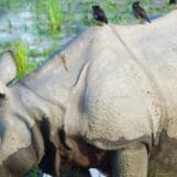 Indija i životinje: Nosorog koji je postao simbol mira 3