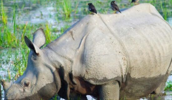 Indija i životinje: Nosorog koji je postao simbol mira 10