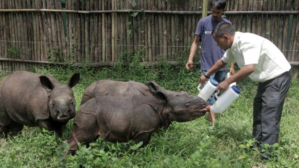 Ručno hranjenje malih nosoroga pomoglo je povećanju broja vrsta u Manasu