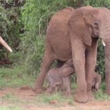 Životinje i Afrika: Slonovi blizanci rođeni u Keniji - prvi put od 2006. godine 5