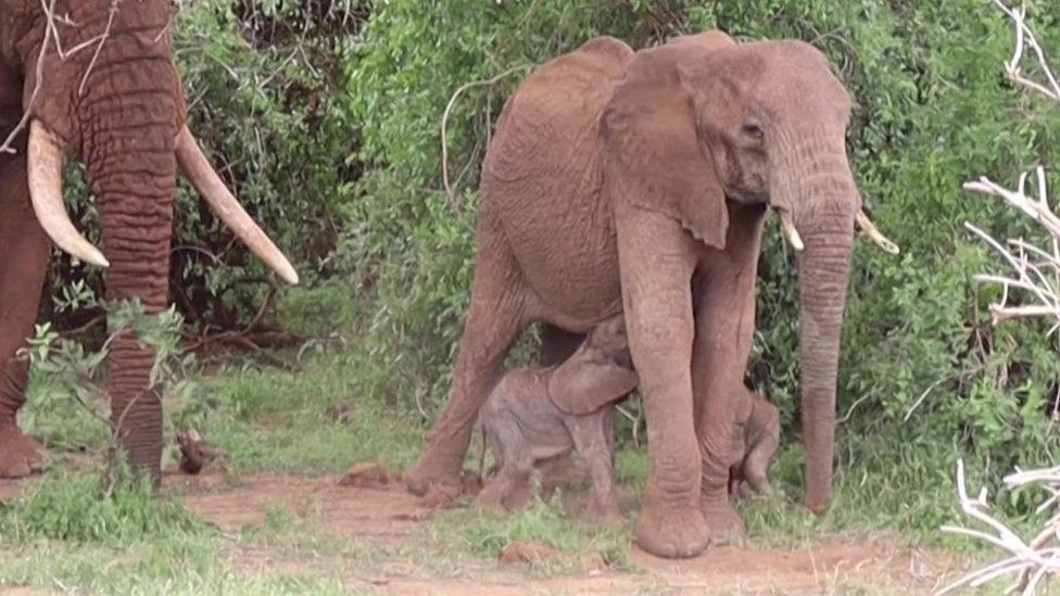 Životinje i Afrika: Slonovi blizanci rođeni u Keniji - prvi put od 2006. godine 1 Mother Bora the elephant, with her two new-born calves