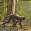 Životinje: Sablasni majmun i velikoglava žaba među novim vrstama u Aziji 10