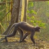 Životinje: Sablasni majmun i velikoglava žaba među novim vrstama u Aziji 5