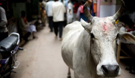 Indija i životinje: Zašto su smrtonosni napadi krava tema na predstojećim izborima 12