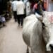 Indija i životinje: Zašto su smrtonosni napadi krava tema na predstojećim izborima 2