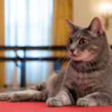Amerika, Bela kuća i životinje: Dobrodošlica za novog stanara, mačku Vilou 9