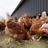 Ptičiji grip razara farme u Kaliforniji, živinarstvo ugroženo 10