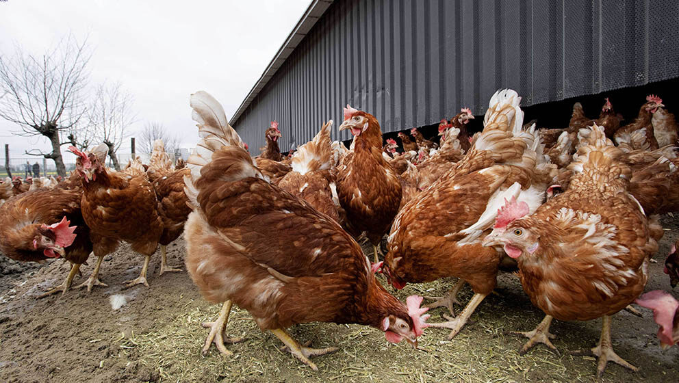 Ptičiji grip razara farme u Kaliforniji, živinarstvo ugroženo 1
