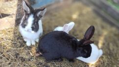 182636217_760218581357798_2678709094644314889_n Ranč porodice Pavlović: Oaza bez asfalta i telefona za sve putnike namernike, ali i životinje (FOTO/VIDEO) 5