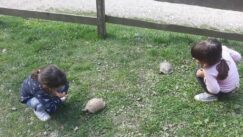 243316822_841777919868530_4494312602100751641_n Ranč porodice Pavlović: Oaza bez asfalta i telefona za sve putnike namernike, ali i životinje (FOTO/VIDEO) 6