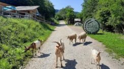 245023408_848920079154314_1193478227374570980_n Ranč porodice Pavlović: Oaza bez asfalta i telefona za sve putnike namernike, ali i životinje (FOTO/VIDEO) 8