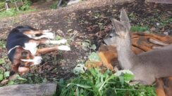 251956103_862175361162119_2750916365783897404_n Ranč porodice Pavlović: Oaza bez asfalta i telefona za sve putnike namernike, ali i životinje (FOTO/VIDEO) 4