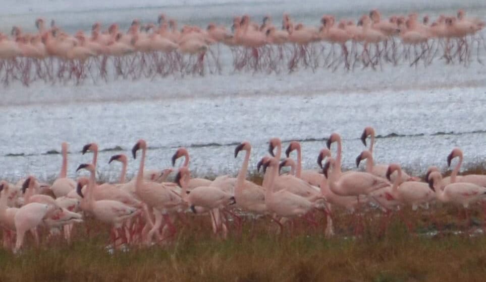 Tanzanija (1): Aruša u senci Kilimandžara 1