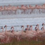 Tanzanija (1): Aruša u senci Kilimandžara 7