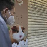 Hongkong će uspavati oko 2.000 malih sisara zbog pojave korona virusa 11