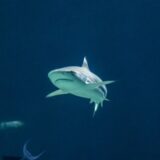 Ajkule menjaju rute zbog klimatskih promena 7