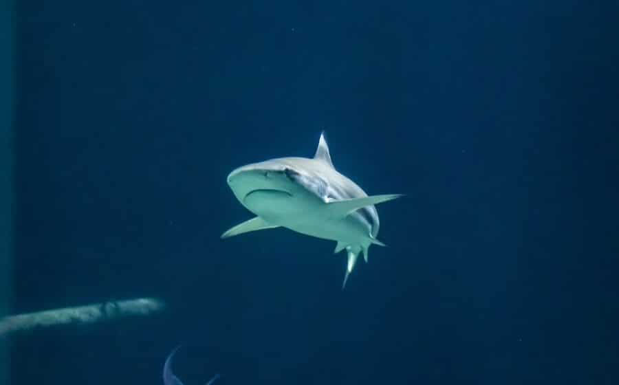 Ajkule menjaju rute zbog klimatskih promena 1