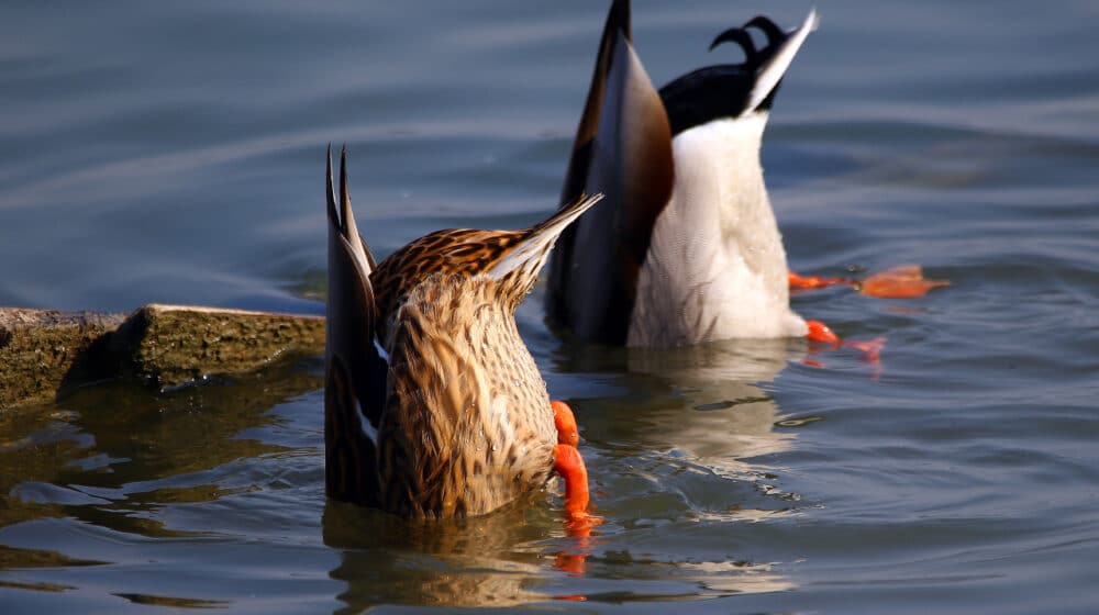 Počinje zimski popis ptica 1