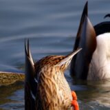 Počinje zimski popis ptica 5