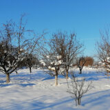 Kragujevac: Temperatura u plusu, moguća kiša 6