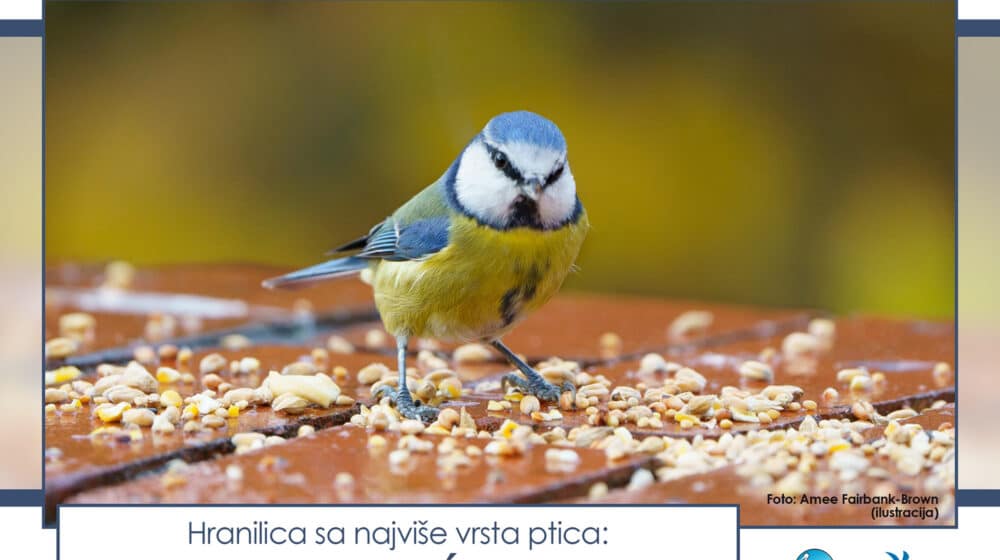 Takmičenje "Ptice moje hranilice": Biljana je jednog snežnog jutra u svom dvorištu izbrojala 262 ptice 1
