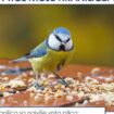 Takmičenje "Ptice moje hranilice": Biljana je jednog snežnog jutra u svom dvorištu izbrojala 262 ptice 16