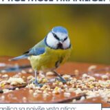Takmičenje "Ptice moje hranilice": Biljana je jednog snežnog jutra u svom dvorištu izbrojala 262 ptice 2