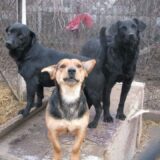 Novi Sad: Udruženje Spans traži pomoć za opremanje prostora na novoj lokaciji gde bi boravile životinje 11