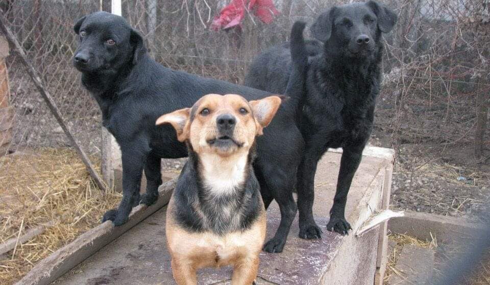 Novi Sad: Udruženje Spans traži pomoć za opremanje prostora na novoj lokaciji gde bi boravile životinje 1