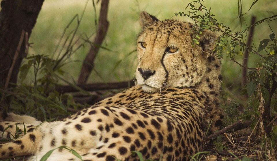 U Iranu ostalo samo 12 geparda 1