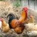 Gulan: U Srbiji nema epidemije ptičjeg gripa 12