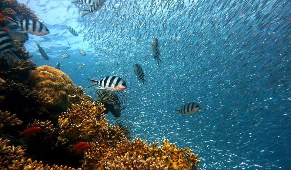 Australija ulaže 630 miliona evra u spasavanje Velikog koralnog grebena 1