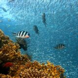 Australija ulaže 630 miliona evra u spasavanje Velikog koralnog grebena 8