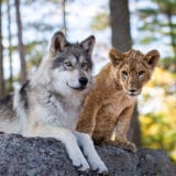 "Vuk i lav" u bioskopima 3