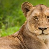 Iran: Lavica ubila čuvara u zoološkom vrtu pa pobegla sa partnerom 6