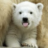 Zoološki vrt Šenbrun najbolji u Evropi šesti put zaredom 13