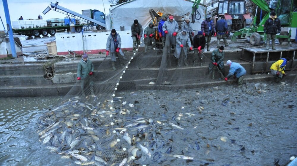 Riba izlovljena, radnici na birou 1