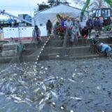 Riba izlovljena, radnici na birou 6