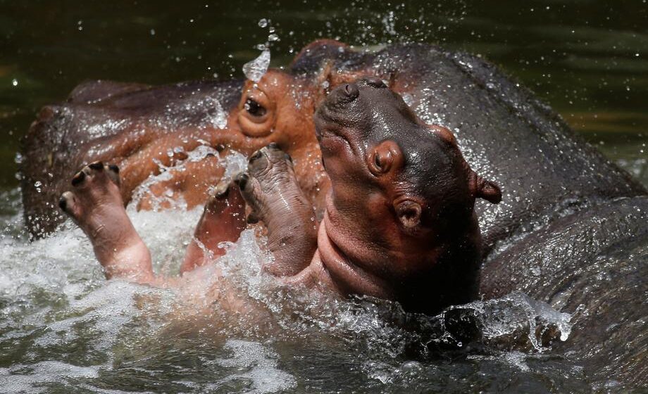 nilski konj hippopotamus
