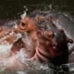 nilski konj hippopotamus