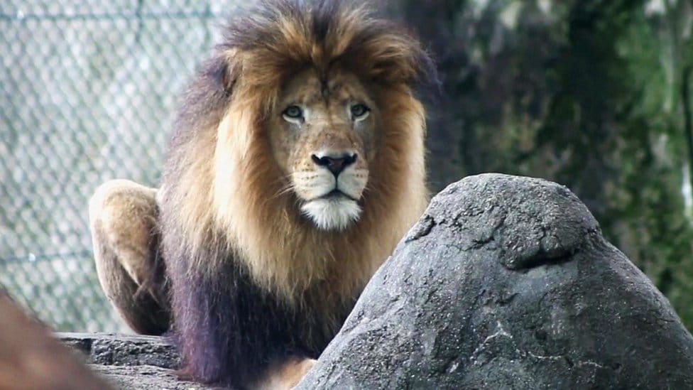 Pronađen lav u Crnoj Gori: Policija utvrđuje kako je životinja stigla u Budvu 2 lav u Indijanopolisu